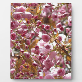 Japanse Cherry Trees Fotoplaat