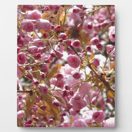 Japanse Cherry Trees Fotoplaat (Voorkant)