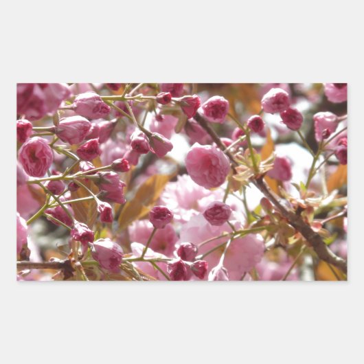 Japanse Cherry Trees Rechthoekige Sticker (Voorkant)
