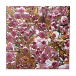Japanse Cherry Trees Tegeltje