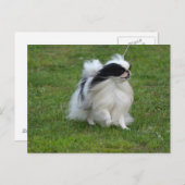 Japanse Chin Briefkaart (Voorkant / Achterkant)