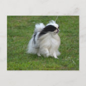 Japanse Chin Briefkaart (Voorkant)