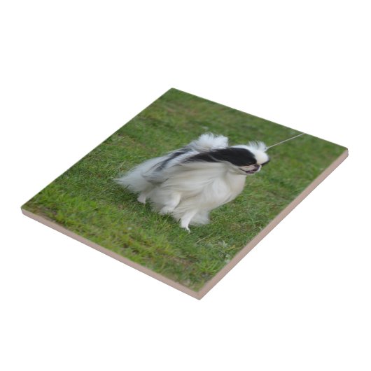 Japanse Chin Tegeltje (Zijkant)