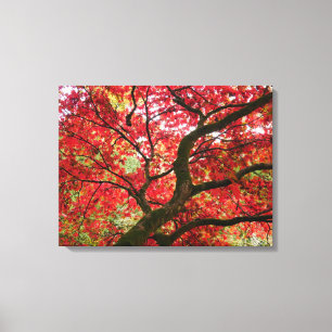 Japanse Esdoorn Canvasprint Canvas Afdruk
