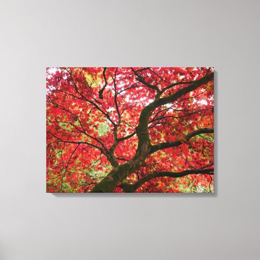 Japanse Esdoorn Canvasprint Canvas Afdruk (Voorkant)
