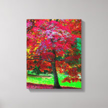 Japanse Esdoorn Canvasprint