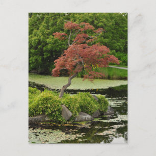 Japanse esdoorn en tuinvijver briefkaart
