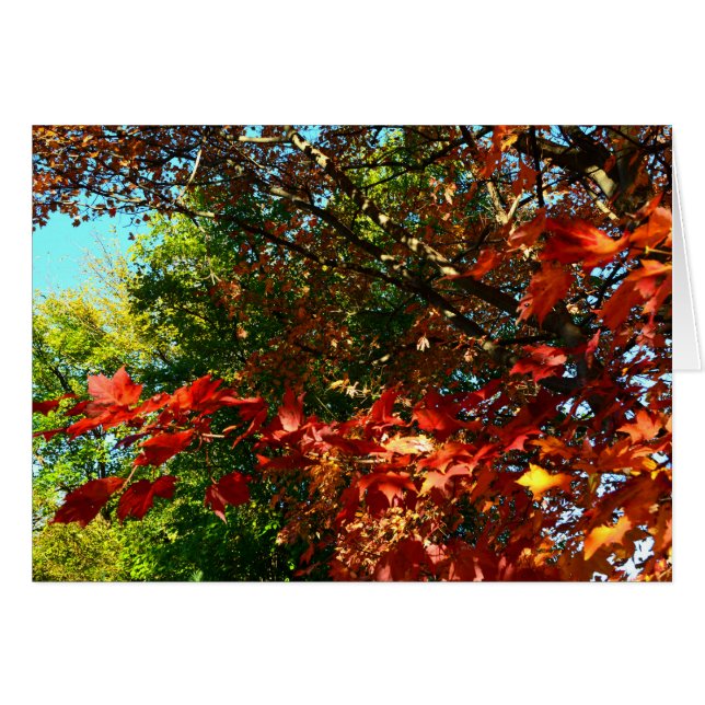 Japanse esdoorn in de herfst (Voorkant Horizontaal)