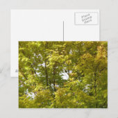 Japanse Esdoorn in de herfst Briefkaart (Voorkant / Achterkant)