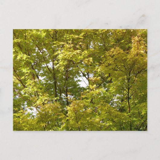 Japanse Esdoorn in de herfst Briefkaart (Voorkant)