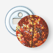 Japanse esdoorn in de zon