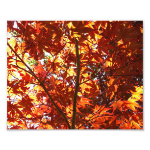 Japanse Esdoorn in de Zon Foto Afdruk