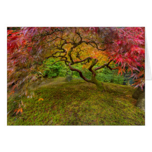Japanse esdoorn in herfstkleuren