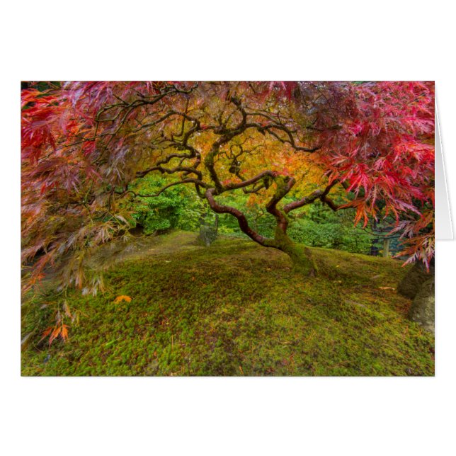 Japanse esdoorn in herfstkleuren (Voorkant Horizontaal)