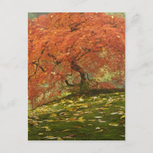 Japanse esdoorn in herfstkleuren briefkaart