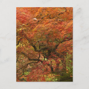 Japanse esdoorn in herfstkleuren briefkaart