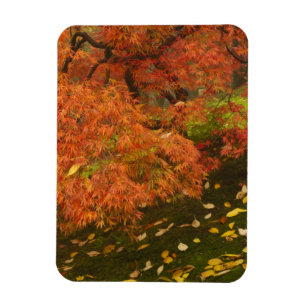Japanse esdoorn in herfstkleuren magneet
