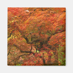 Japanse esdoorn in herfstkleuren magneet