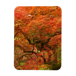 Japanse esdoorn in herfstkleuren magneet