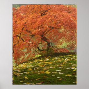 Japanse esdoorn in herfstkleuren poster