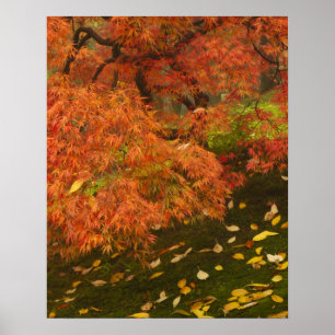 Japanse esdoorn in herfstkleuren poster