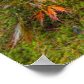 Japanse esdoorn in herfstkleuren poster (Hoek)