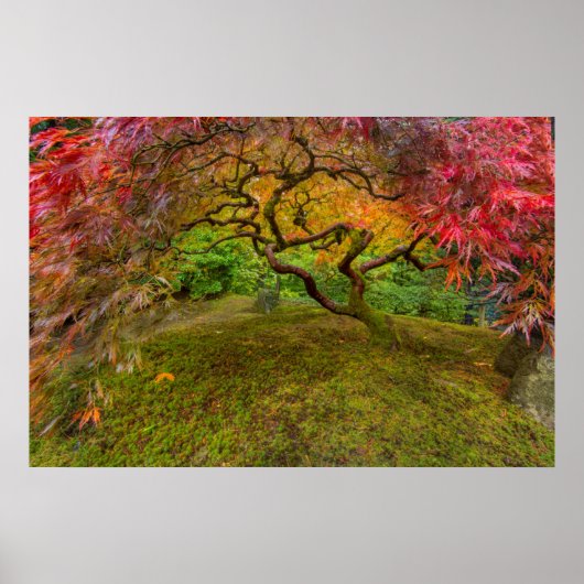 Japanse esdoorn in herfstkleuren poster (Voorkant)