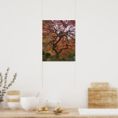 Japanse esdoorn in herfstkleuren poster (Keuken)