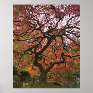 Japanse esdoorn in herfstkleuren poster