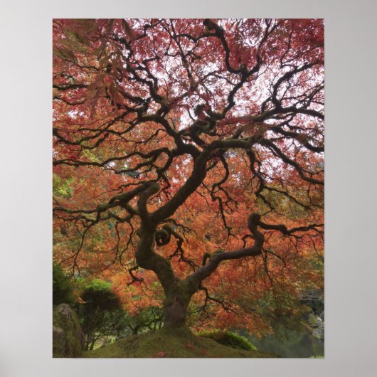 Japanse esdoorn in herfstkleuren poster (Voorkant)