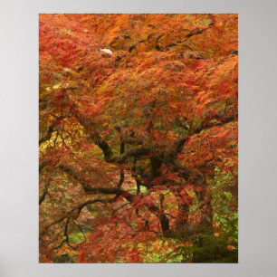 Japanse esdoorn in herfstkleuren poster