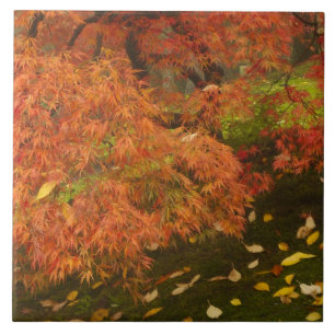 Japanse esdoorn in herfstkleuren tegeltje