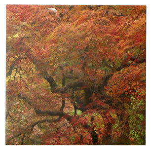 Japanse esdoorn in herfstkleuren tegeltje