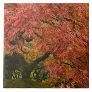 Japanse esdoorn in herfstkleuren tegeltje
