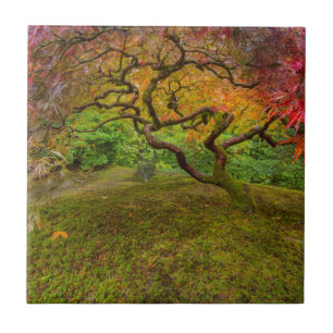 Japanse esdoorn in herfstkleuren tegeltje