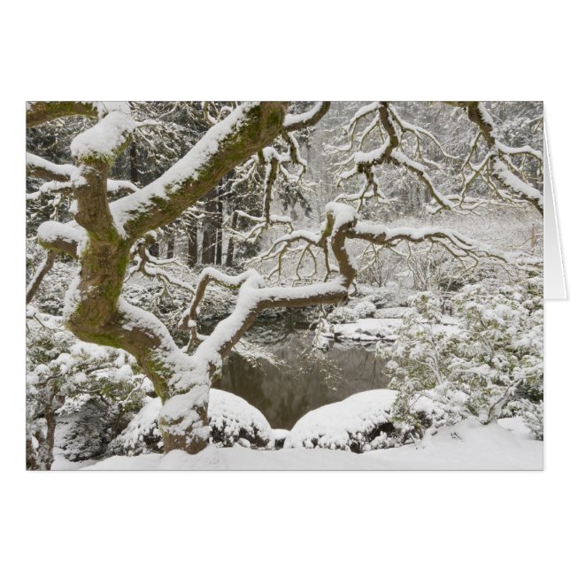 Japanse esdoorn met sneeuw bedekt (Voorkant Horizontaal)