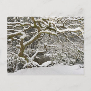 Japanse esdoorn met sneeuw bedekt briefkaart