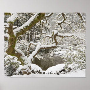 Japanse esdoorn met sneeuw bedekt poster