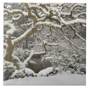 Japanse esdoorn met sneeuw bedekt tegeltje
