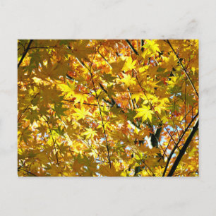 Japanse Esdoornbladeren in de herfst Briefkaart