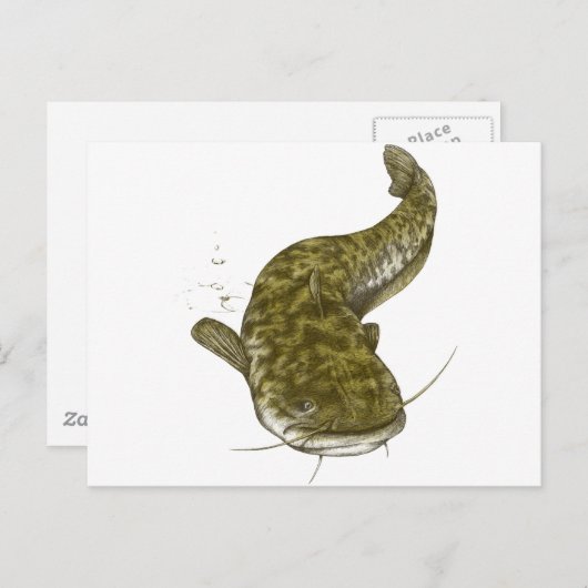 Japanse gewone katvis briefkaart (Voorkant / Achterkant)