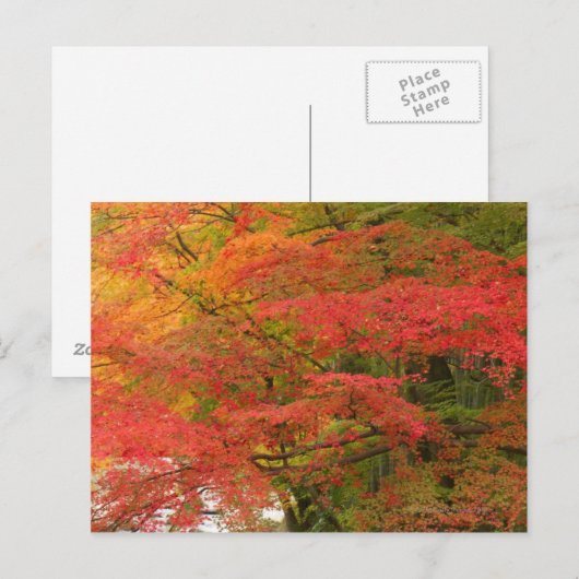 Japanse Herfst Briefkaart (Voorkant / Achterkant)