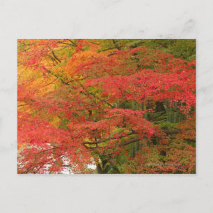 Japanse Herfst Briefkaart