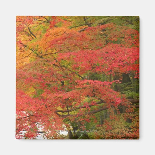 Japanse Herfst Magneet (Voorkant)