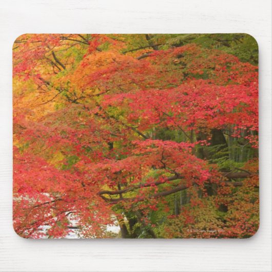 Japanse Herfst Muismat (Voorkant)