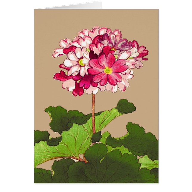  Japanse hydrangea. Roze en groen (Voorkant)