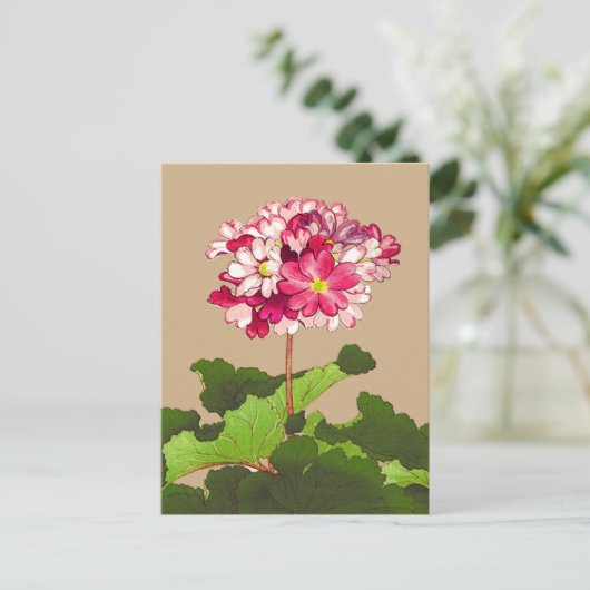 Japanse hydrangea. Roze en groen Briefkaart (Staand voorkant)