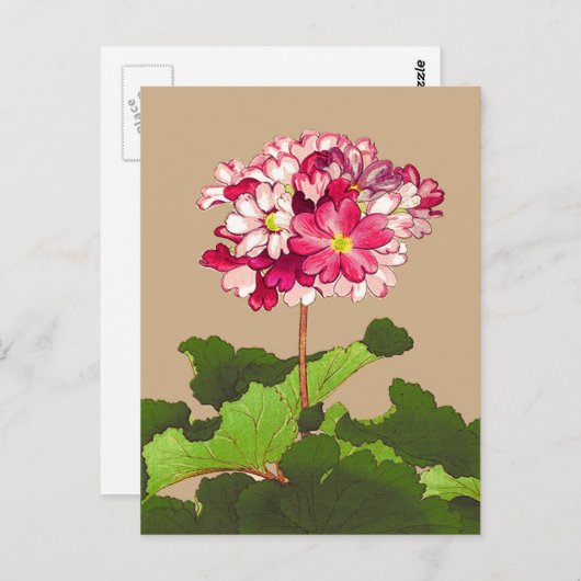 Japanse hydrangea. Roze en groen Briefkaart (Voorkant / Achterkant)