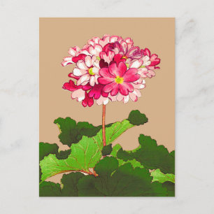  Japanse hydrangea. Roze en groen Briefkaart
