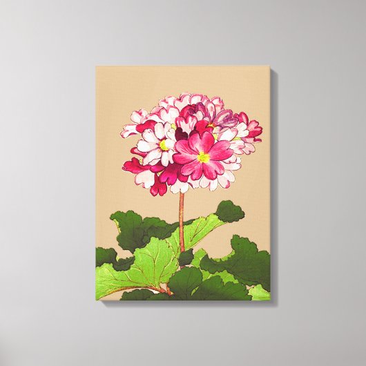 Japanse hydrangea. Roze en groen Canvas Afdruk (Voorkant)